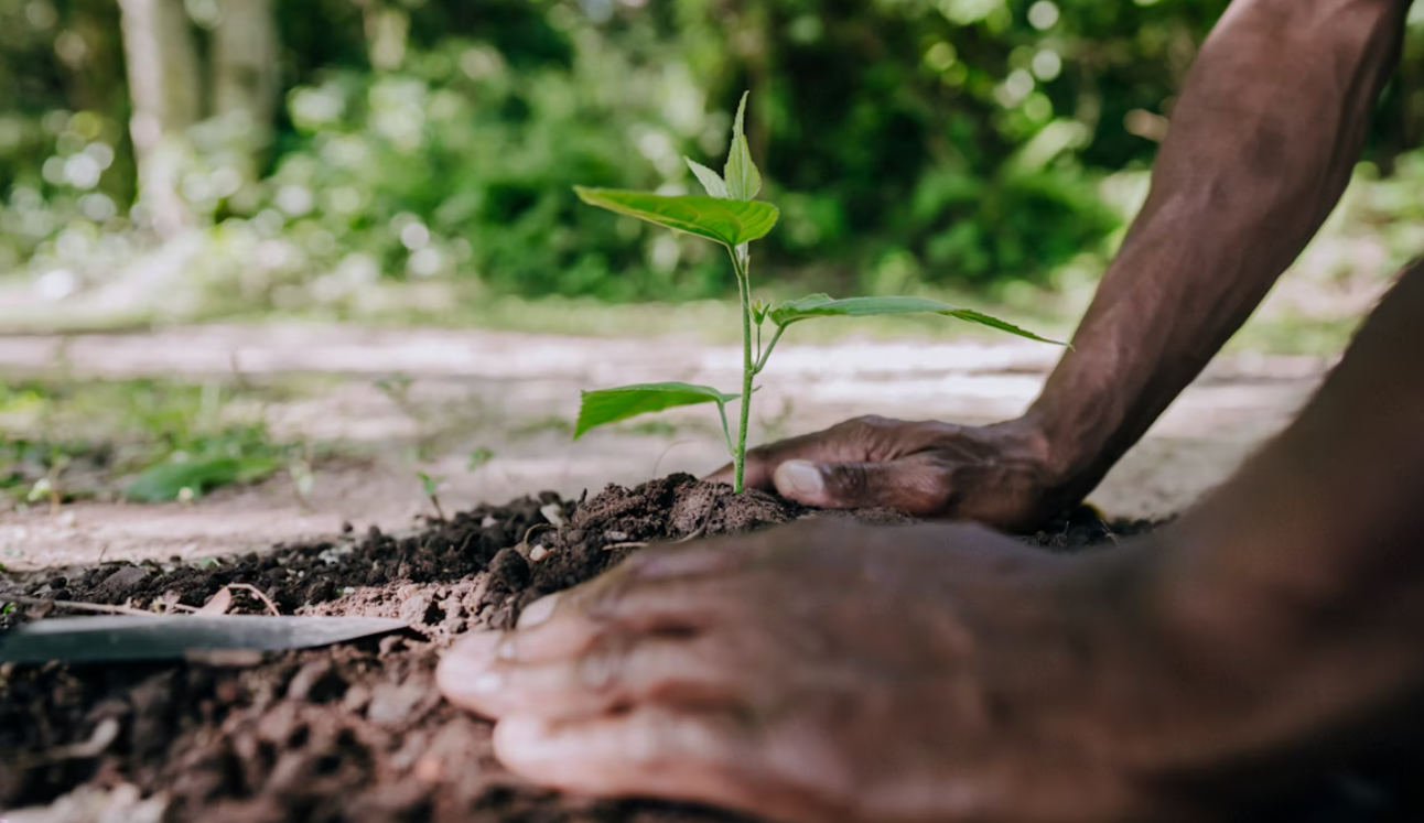 Agriculture planting Ethiopia